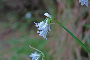 APII jpeg image of Allium triquetrum  © contact APII