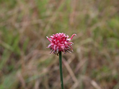 APII jpeg image of Allium vineale  © contact APII