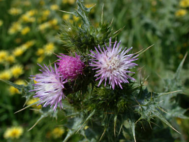 APII jpeg image of Carduus tenuiflorus  © contact APII