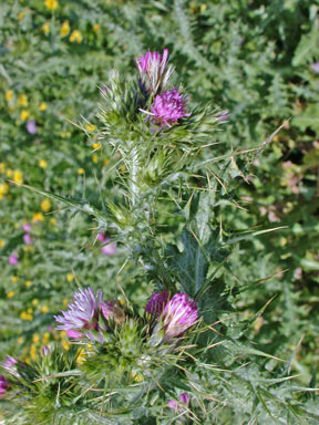 APII jpeg image of Carduus tenuiflorus  © contact APII