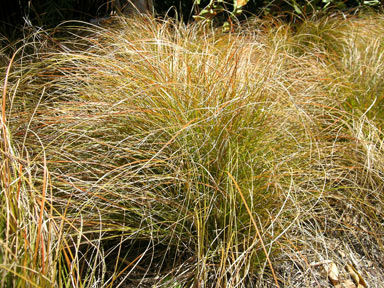 APII jpeg image of Carex testacea  © contact APII