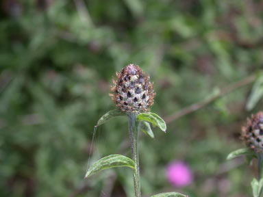 APII jpeg image of Centaurea nigra  © contact APII