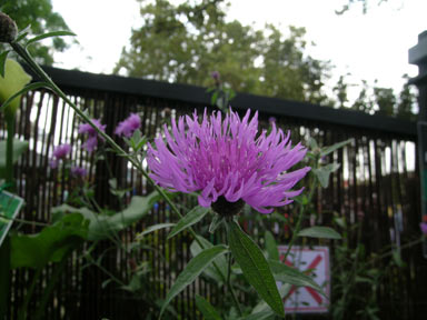 APII jpeg image of Centaurea nigra  © contact APII