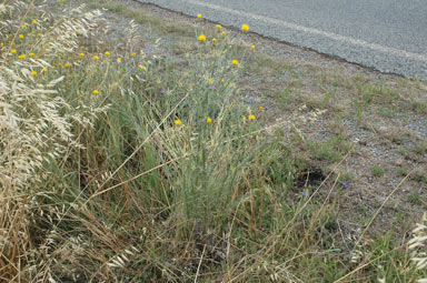 APII jpeg image of Centaurea solstitialis  © contact APII