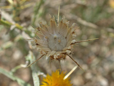 APII jpeg image of Centaurea solstitialis  © contact APII