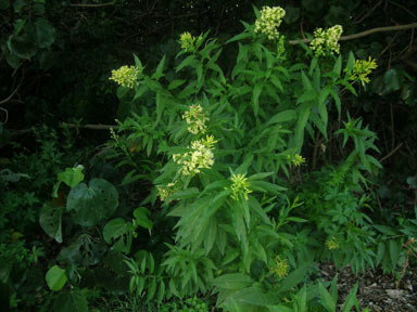 APII jpeg image of Cestrum parqui  © contact APII