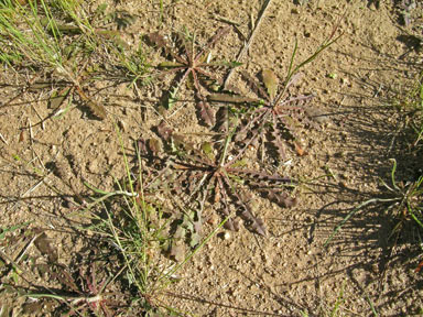 APII jpeg image of Chondrilla juncea  © contact APII