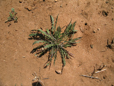 APII jpeg image of Chondrilla juncea  © contact APII