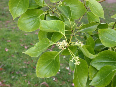 APII jpeg image of Cinnamomum camphora  © contact APII