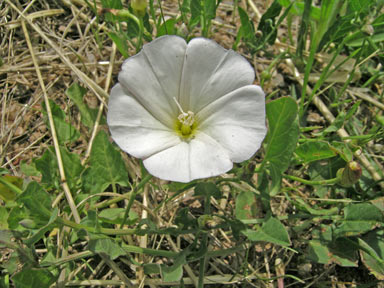 APII jpeg image of Convolvulus arvensis  © contact APII