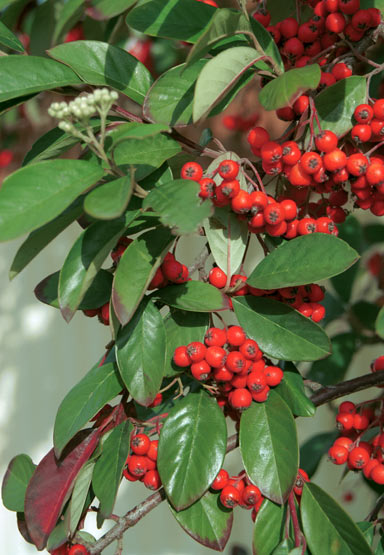 APII jpeg image of Cotoneaster glaucophyllus  © contact APII