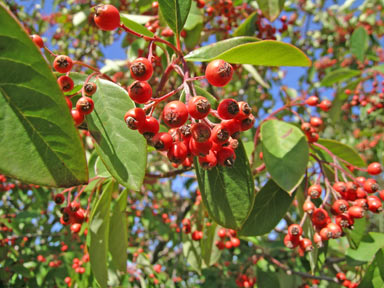 APII jpeg image of Cotoneaster glaucophyllus  © contact APII