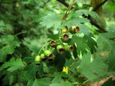 APII jpeg image of Crataegus monogyna  © contact APII