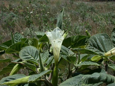 APII jpeg image of Datura inoxia  © contact APII