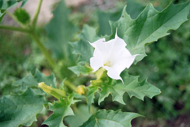 APII jpeg image of Datura stramonium  © contact APII