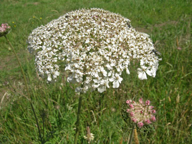 APII jpeg image of Daucus carota  © contact APII