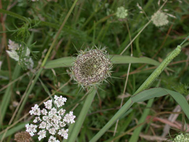 APII jpeg image of Daucus carota  © contact APII