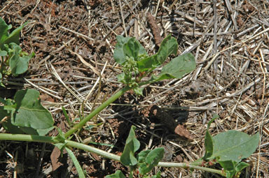 APII jpeg image of Rumex hypogaeus  © contact APII