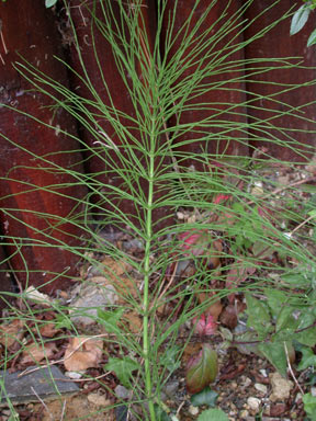 APII jpeg image of Equisetum arvense  © contact APII