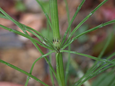 APII jpeg image of Equisetum arvense  © contact APII