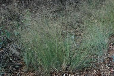 APII jpeg image of Eragrostis curvula  © contact APII