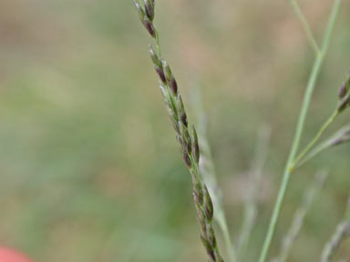 APII jpeg image of Eragrostis curvula  © contact APII