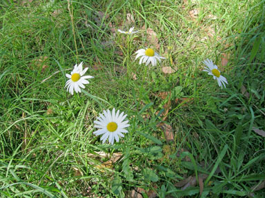 APII jpeg image of Leucanthemum vulgare  © contact APII