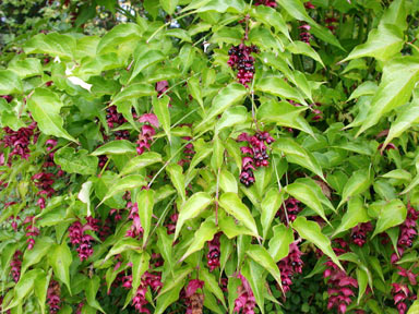 APII jpeg image of Leycesteria formosa  © contact APII