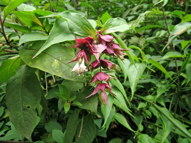 APII jpeg image of Leycesteria formosa  © contact APII