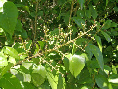 APII jpeg image of Ligustrum lucidum  © contact APII