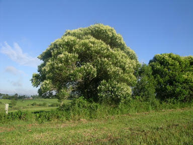 APII jpeg image of Ligustrum lucidum  © contact APII