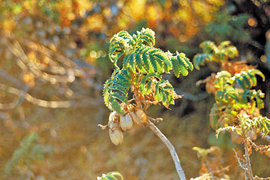 APII jpeg image of Melianthus comosus  © contact APII