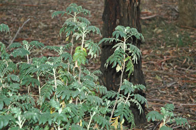 APII jpeg image of Melianthus comosus  © contact APII