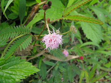 APII jpeg image of Mimosa pudica  © contact APII