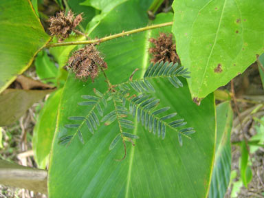 APII jpeg image of Mimosa pudica  © contact APII