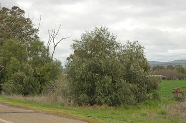 APII jpeg image of Olea europaea  © contact APII