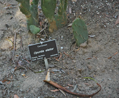 APII jpeg image of Opuntia elatior  © contact APII