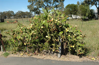 APII jpeg image of Opuntia monacantha  © contact APII