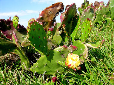 APII jpeg image of Opuntia monacantha  © contact APII