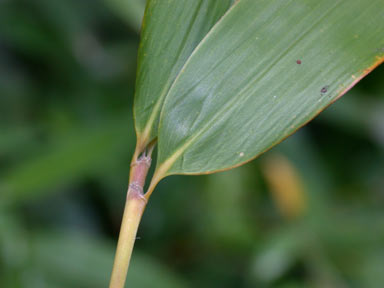 APII jpeg image of Phyllostachys aurea  © contact APII