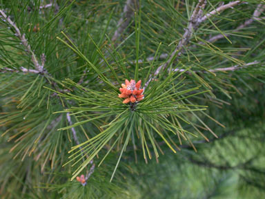 APII jpeg image of Pinus halepensis  © contact APII