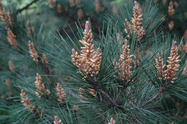 APII jpeg image of Pinus radiata  © contact APII