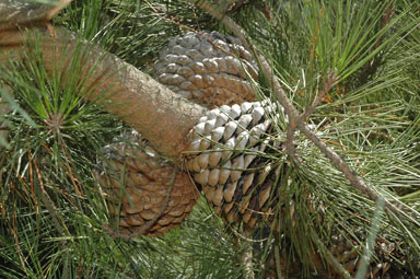 APII jpeg image of Pinus radiata  © contact APII