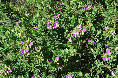 APII jpeg image of Polygala myrtifolia  © contact APII