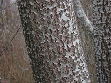 APII jpeg image of Populus alba  © contact APII