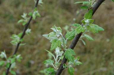 APII jpeg image of Populus alba  © contact APII