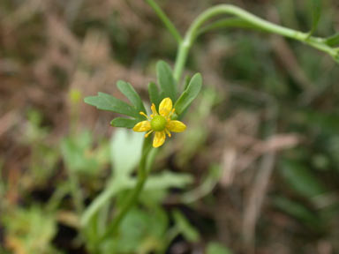 APII jpeg image of Ranunculus sceleratus subsp. sceleratus  © contact APII