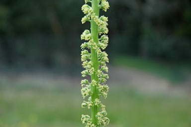 APII jpeg image of Reseda luteola  © contact APII