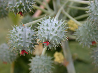 APII jpeg image of Ricinus communis  © contact APII