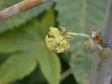 APII jpeg image of Ricinus communis  © contact APII